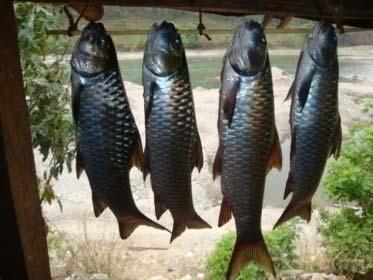 economically important fish species like Asala