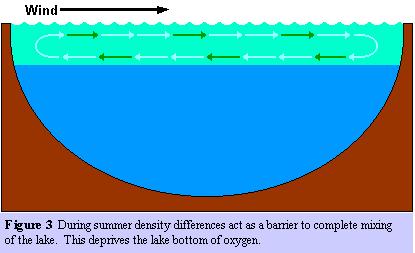 2. Summer stratification: sun heats the lake surface; a layered structure develops (warm water lighter than cold)
