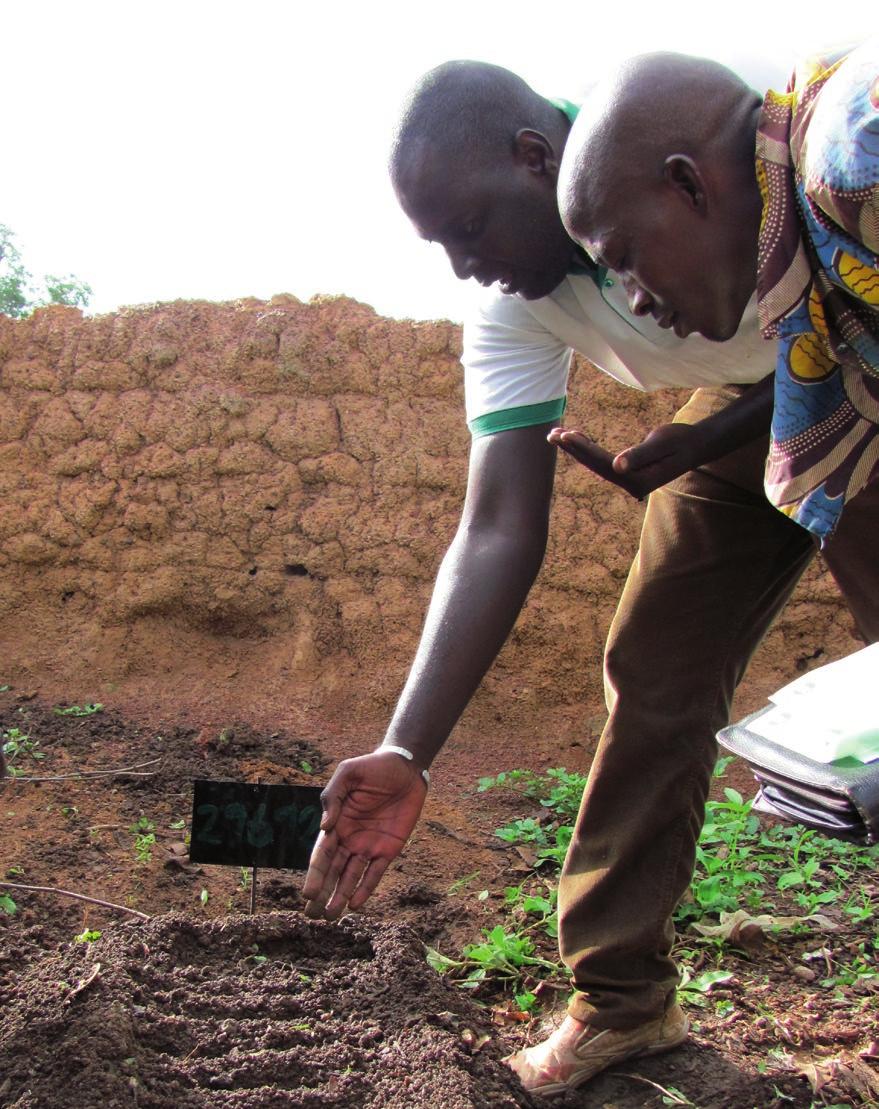 Improving smallholders livelihoods