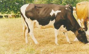 Plate 2a. A crossbred cow at Kilifi Plantations with the gene proportion 50%F:17% B:17% A:17% S. Plate 2b. A crossbred bull at Kilifi Plantations with the gene proportion 75% B:17% A:8% S.