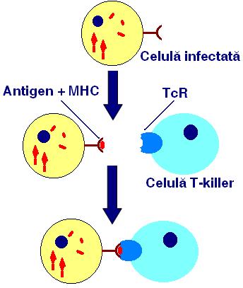 4.05.009 Humoral Determined by B- ; Mediated by antibodies. Immune response ellular Determined by T-; Mediated by TcR. Humoral response Production of Ab responsible for recognition of Ag.