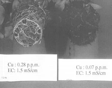 Efficacy of Cu-Ionisation against Phytophthora cinnamomi on Hedera 0.07 ppm 0.