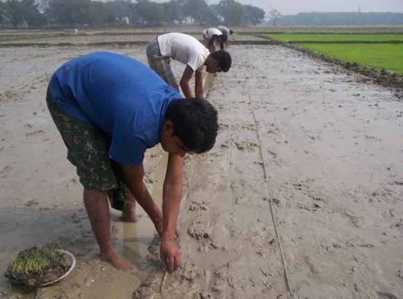 3 : Seedling of rice for transplanting in SRI Fig. 4 : Transplanting of SRI seedling Seed requirement in SRI is much low (5-10 kg/ha) as compared with conventional method (80-120 kg/ha).