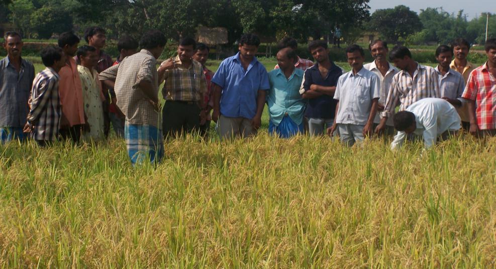 Fig. 13 : Field Day on SRI Economics of SRI and traditional system of rice cultivation Sl. Cost (Rs./ha) Particulars No. SRI Traditional 1.
