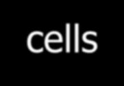 Stem Cells A stem cell is an unspecialized cell Unspecialized cells