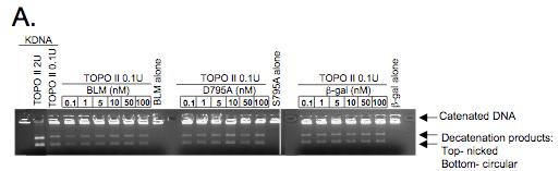 Figure S6 B. 1 9 8 7 6.1 U TOPO II + BLM.1 U TOPO II + BLMD795A.1 U TOPO II + Beta-gal 5 4 3 2 1 TOPO II (2U) TOPO II (.1U).1 1 5 1 5 1 Protein concentration (nm) Figure S6.
