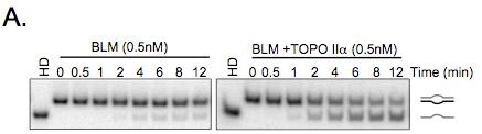 Figure S2 B. 1 9 8 7 6 5 4 3 2 1.5 nm BLM.5 nm BLM +.5 nm TOPO II 2 4 6 8 1 12 14 Time (min) Figure S2. Topoisomerase IIα enhances BLM helicase activity with bubble substrate.