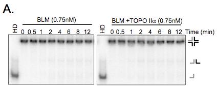 Figure S3 B. 15 13 11.75 nm BLM.75 nm BLM +.75 nm TOPO II 9 7 5 3 1-1 2 4 6 8 1 12 14 Time (min) Figure S3. Topoisomerase IIα inhibits BLM helicase activity with X-junction substrate.