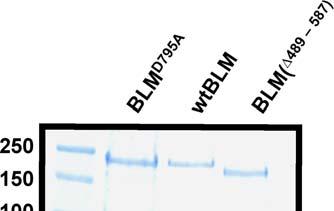 Figure S5 A. B. Figure S5. Topoisomerase IIα does not stimulate BLM helicase-dead mutant BLM D795A.