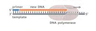 5-3 direction of DNA polymerase Template-dependent synthesis DNA DNA polymerase can add free nucleotides only to the 3' end of the newly forming strand.