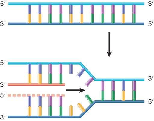 DNA Polymerases Are the Enzymes That Make DNA DNA is
