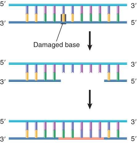 DNA polymerase I: Repair synthesis replaces a short stretch of one strand of DNA containing a damaged base DNA is