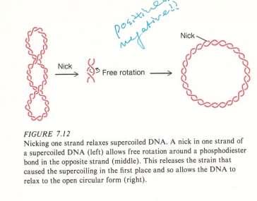 Topoisomerases release the strain in replicating circular DNAs Cairns recognized a swivel in the DNA duplex that would allow the