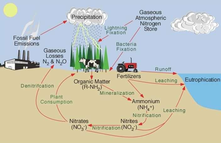 Nitrogen Cycle (Nitrogen is required for the manufacture of amino acids and nucleic acids) 1.