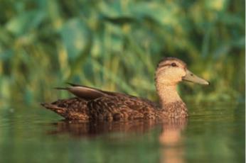 Black Duck Outcome Vital Habitats Goal: Restore, enhance and protect a network of land and water habitats to support fish and wildlife, and to afford other public benefits, including water quality,