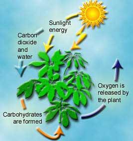 and some bacteria are able to use the energy from the Sun to manufacture their own in a process known as. The earth itself is a closed system.