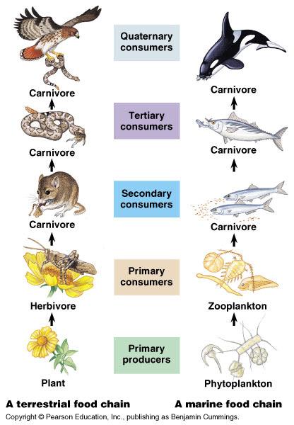 Trophic Levels Trophic levels are the in a such as primary producers, herbivore, primary carnivore, etc. Green plants form the, the producers.