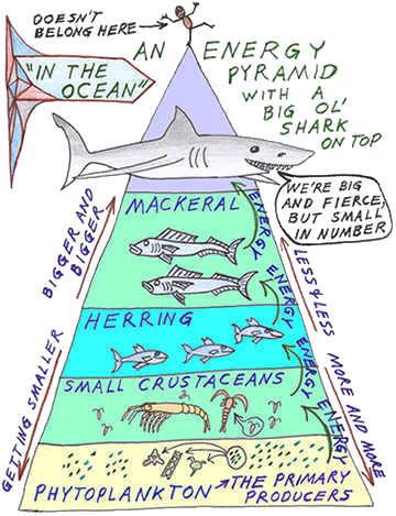 What are ecological pyramids?