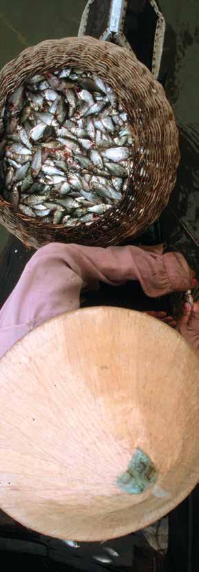 Small-Scale Fisheries and aquaculture statistics How to improve the production of SSF and aquaculture statistics?