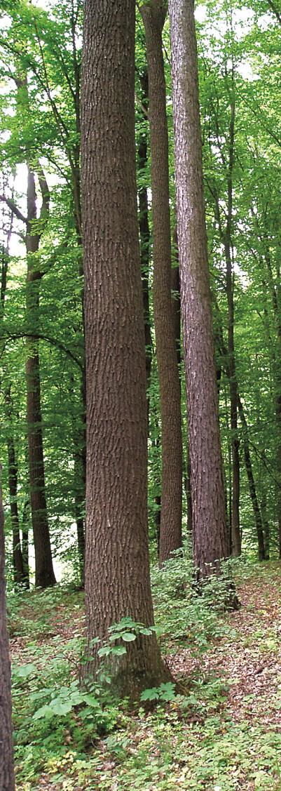 14 Forestry in Ukraine is financed from state and local budgets and means received from sale of wood, non-wood forest products and services State financial support for forestry is limited to 15-30%