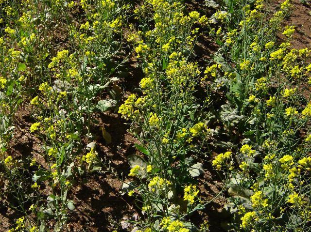 In oilseed crop, the response of bioorganics was prominent in case of mustard.