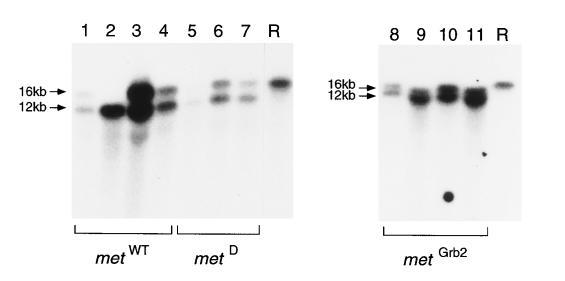 Southern blots of NdeI digests of genomic DNA isolated from double-selected ES cell clones (lanes 1 11), transfected with the metwt, metd, and metgrb2 constructs.