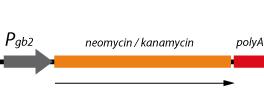 NEO R Neomycin resistance gene encodes an aminoglycoside 3 -phosphotransferase.