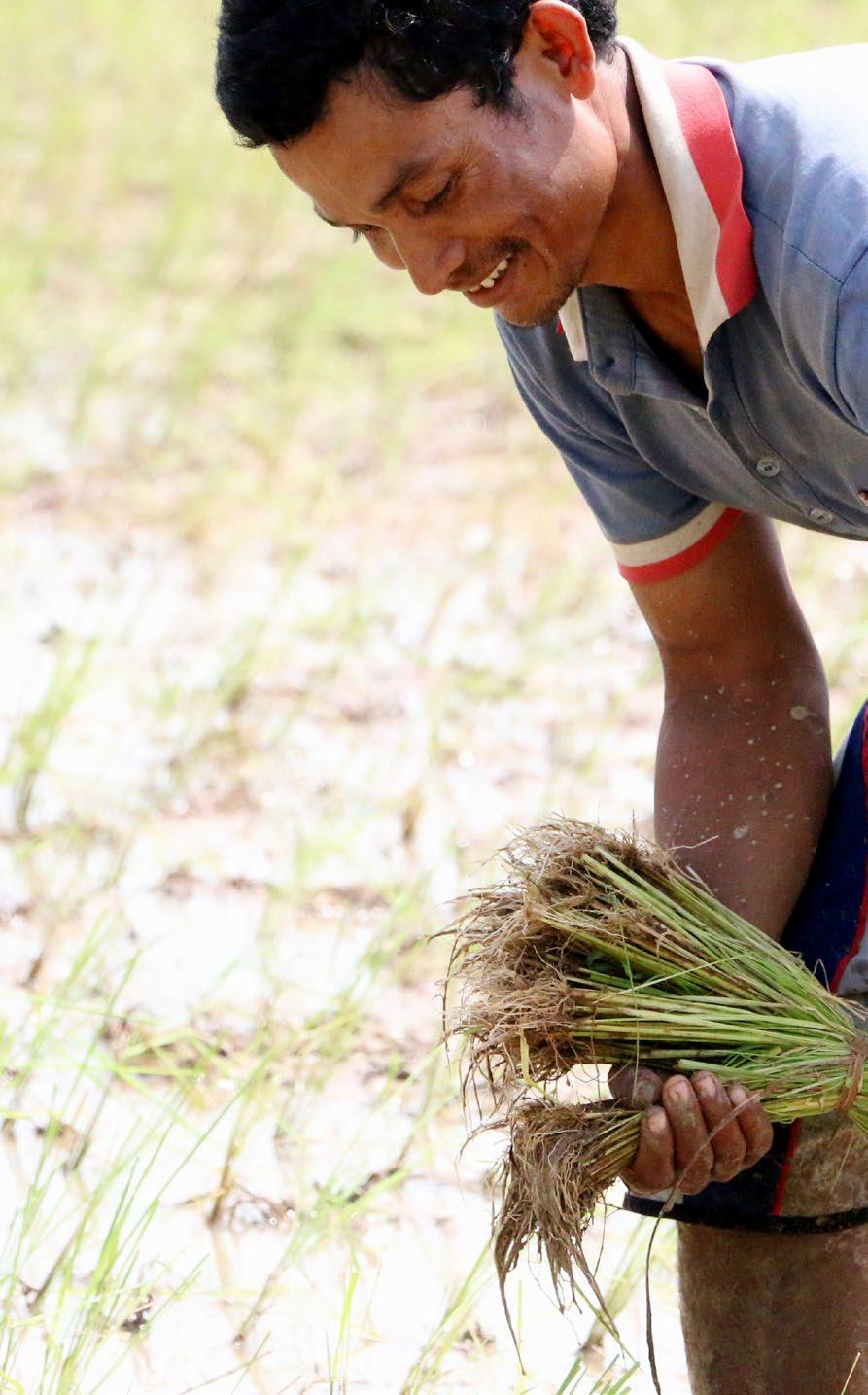 BACKGROUND AND CONTEXT SECTOR SUMMARY Rice is the staple food of Cambodians and central to rural livelihoods.