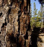 ponderosa pine, oaks) Rapid juvenile growth