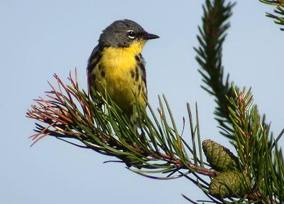 Kirtland s Warbler - Endemic to Midwestern jack pine forests fire adapted, serotinous cones -