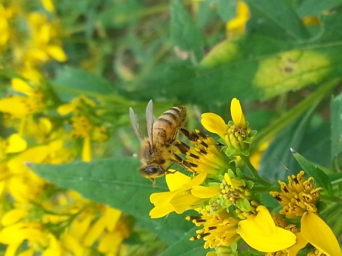 However since honey bees can be managed and moved they are essential when large acreages of pollinator dependent crops are planted (such as cucumbers.