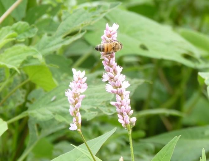 After 30 minutes of watching I determined that the hitch hiking honey bee was collecting pollen off of the carpenter bee. The plant is a summer cover crop, sunn hemp.