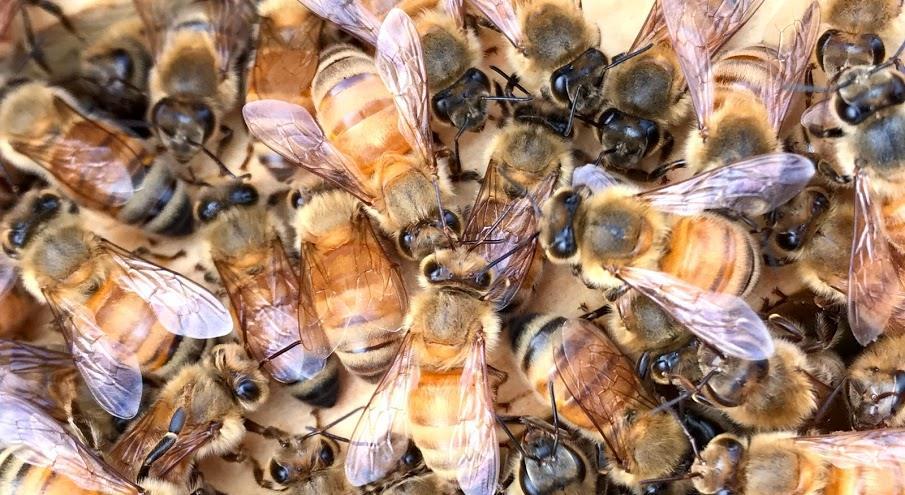 Beekeeping Basics Randall Paul Cass