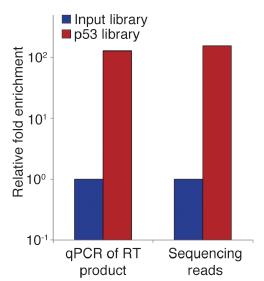 gel of the second PCR >Scatter plot of clone sequencing counts: No p53