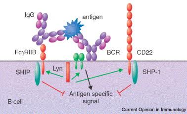 LYN kinase SRC family: >SH3, SH2, kinase domain >2 isoforms Expressed :myeloid, Bcells (hepatocytes, adipocytes) Fonction: >Key signaling modulator of