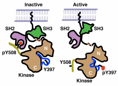 0.098) >Role of LYN autophosphorylation in interacting with SH2 domains >Phosphatase