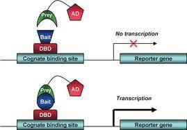 Previous methods: Two-hybrid and split reporter Procedure: Bait > Target protein fused to a DNA-BD Prey> Protein fused to a transcription AD Physical interaction >transcription of reporter gene