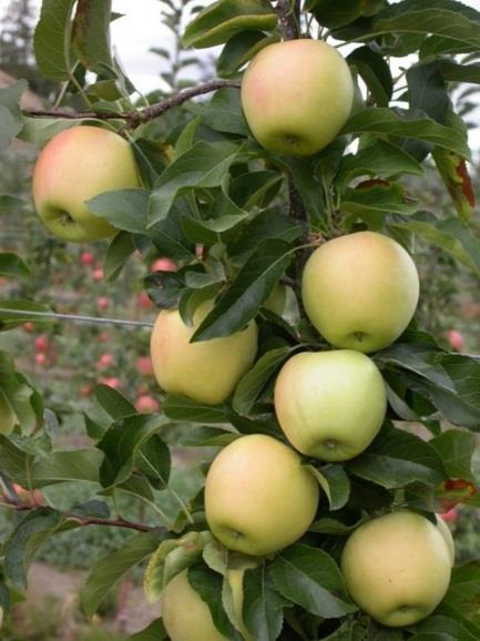 Collaborative Research with PARC Three projects which are exclusively related to cherry production Apple and cherry breeding