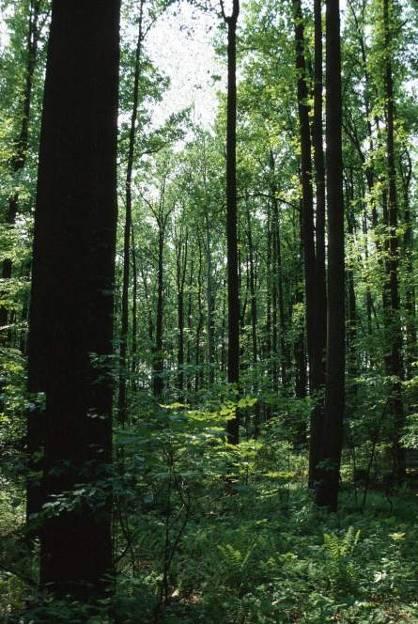 This forest was harvested using sound practices.