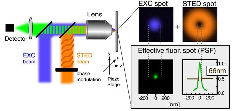 STED microscopy STimulated