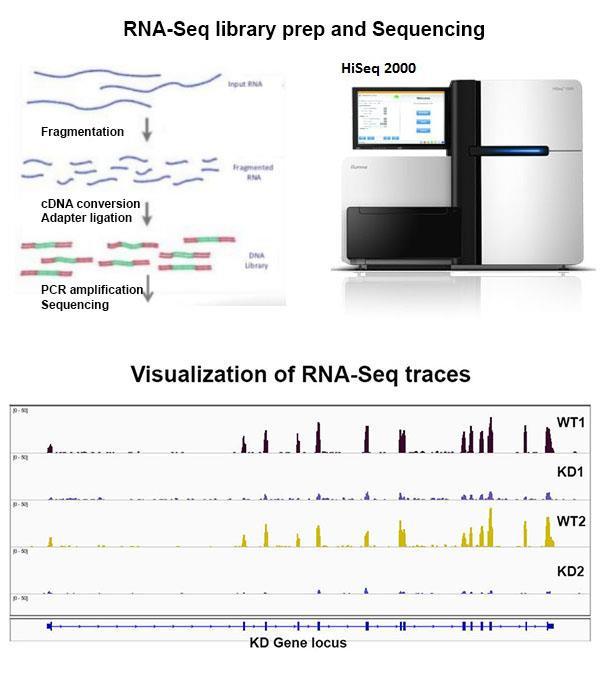 RNA-Seq library prep and