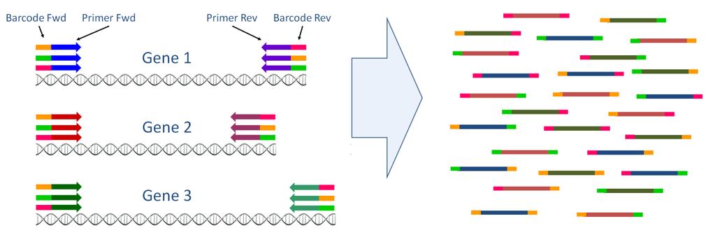 Metabarcoding - Amplicon sequencing Choose barcodes, design primers and add