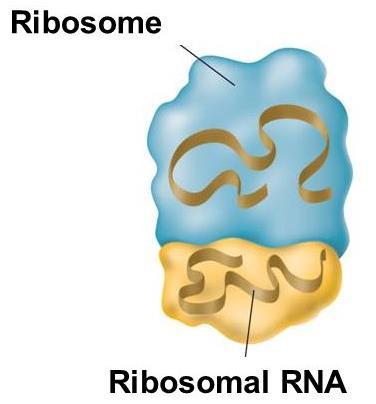 Which barcode to choose? Ribosomes contain two major rrnas and 50 or more proteins. The ribosomal RNAs form two subunits, the large subunit (LSU) and small subunit (SSU).