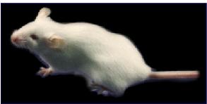 How to make a transgenic mouse 1. Fusion Gene Construct 2.