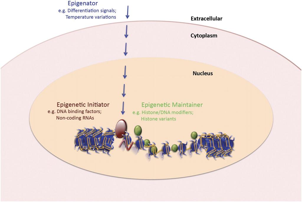 The epigenetic pathway. Berger S L et al. Genes Dev.