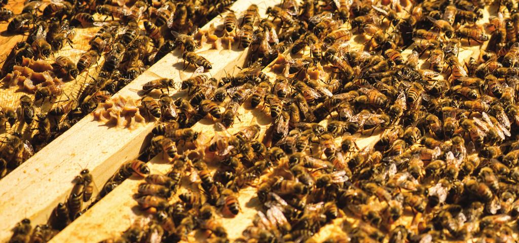 COMPROMISED HONEY BEE HEALTH Honey bees are impacted negatively by many different pests, predators, diseases, and other stressors.
