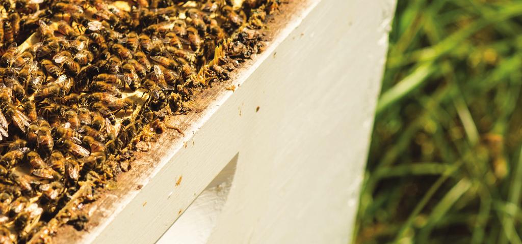 The managed loss survey was created to help researchers understand factors affecting honey bee health and determine what could be done to mitigate losses.