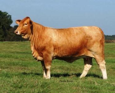 cow  Beefmaster