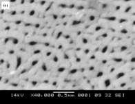 At 25 C, the structure of oxide film was irregular and non-uniform. The pore diameters were the smallest compared to the others and the pore walls formed were very thick. Fig.