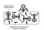 The genome directs the bacterium's metabolic machinery to manufacture bacteriophage components and enzymes 3.